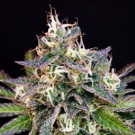 Cheese Cookies > Mamiko Seeds